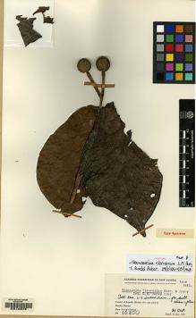 Type specimen at Edinburgh (E). Clemens, Mary: 10800. Barcode: E00130679.