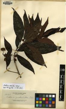 Type specimen at Edinburgh (E). Elmer, Adolph: 12176. Barcode: E00130680.