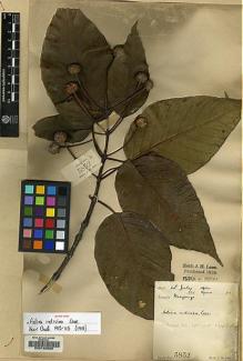 Type specimen at Edinburgh (E). Lace, John: 5852. Barcode: E00130682.