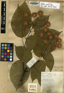 Type specimen at Edinburgh (E). Lace, John: 6151. Barcode: E00130683.