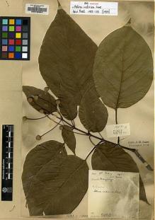 Type specimen at Edinburgh (E). Lace, John: 5262. Barcode: E00130684.