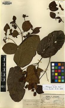 Type specimen at Edinburgh (E). Pierre, Jean: 1835. Barcode: E00130750.