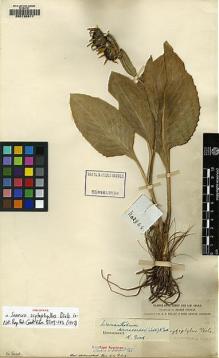 Type specimen at Edinburgh (E). Forrest, George: 2964. Barcode: E00130811.