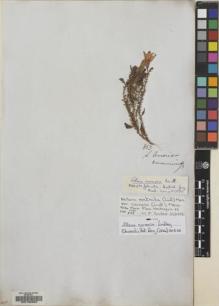 Type specimen at Edinburgh (E). Cuming, Hugh: 863. Barcode: E00130903.