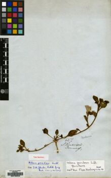 Type specimen at Edinburgh (E). Cuming, Hugh: 627. Barcode: E00130946.