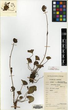 Type specimen at Edinburgh (E). Tsai, H.T.: 53763. Barcode: E00132394.