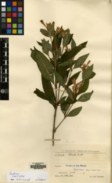 Type specimen at Edinburgh (E). Steinbach, José: 8423. Barcode: E00132479.