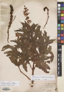 Type specimen at Edinburgh (E). Schimper, Georg: 1212. Barcode: E00132710.
