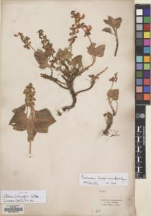 Type specimen at Edinburgh (E). Schimper, Georg: 618. Barcode: E00132712.