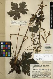 Type specimen at Edinburgh (E). Handel-Mazzetti, Heinrich: 7909. Barcode: E00133110.