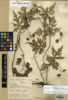 Type specimen at Edinburgh (E). Forrest, George: 6500. Barcode: E00133144.