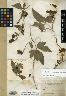Type specimen at Edinburgh (E). Henry, Augustine: 7012A. Barcode: E00133150.