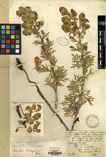 Type specimen at Edinburgh (E). Forrest, George: 3044. Barcode: E00133160.