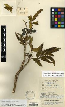Type specimen at Edinburgh (E). Chu, K.: 4057. Barcode: E00133201. Type specimen at Edinburgh (E). Chu, K.: 4057. Barcode: E00133201.