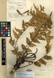 Type specimen at Edinburgh (E). Forrest, George: 7724. Barcode: E00133212.