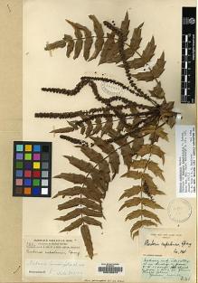 Type specimen at Edinburgh (E). Forrest, George: 141. Barcode: E00133213.