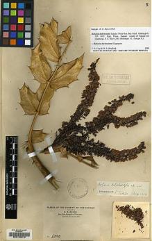 Type specimen at Edinburgh (E). Maire, Edouard-Ernest: 2003. Barcode: E00133216.