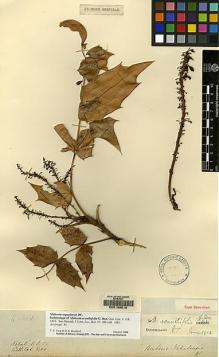 Type specimen at Edinburgh (E). Wallich, Nathaniel: 1480.1. Barcode: E00133218.