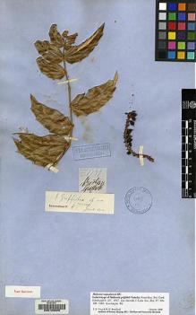 Type specimen at Edinburgh (E). Griffith, William: 1739. Barcode: E00133220.