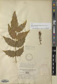 Type specimen at Edinburgh (E). Buchanan-Hamilton, Francis: 342. Barcode: E00133222.