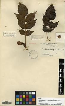 Type specimen at Edinburgh (E). Wilson, Ernest: 2884. Barcode: E00133223.