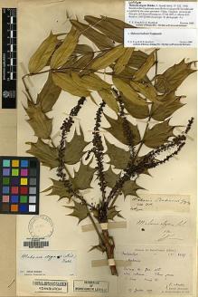 Type specimen at Edinburgh (E). Bodinier, Emile: 2469. Barcode: E00133224.