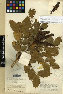 Type specimen at Edinburgh (E). Forrest, George: 4345. Barcode: E00133229.
