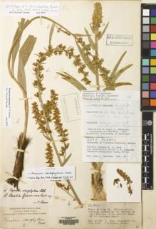 Type specimen at Edinburgh (E). Forrest, George: 2635. Barcode: E00133236.