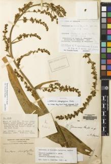 Type specimen at Edinburgh (E). Forrest, George: 4663. Barcode: E00133239.
