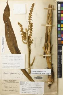 Type specimen at Edinburgh (E). Forrest, George: 4663. Barcode: E00133240.