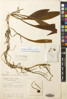 Type specimen at Edinburgh (E). Forrest, George: 9010. Barcode: E00133244.