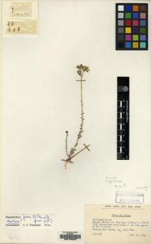Type specimen at Edinburgh (E). Poore, M.D.: 172A. Barcode: E00133263.