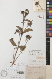 Type specimen at Edinburgh (E). Bodinier, Emile: 2694. Barcode: E00133336.