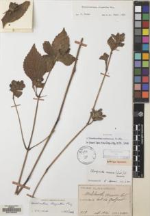 Type specimen at Edinburgh (E). Faurie, Urbain: 917. Barcode: E00133350.