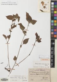 Type specimen at Edinburgh (E). Taquet, Emile: 3105. Barcode: E00133351.