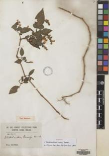 Type specimen at Edinburgh (E). Henry, Augustine: 2918. Barcode: E00133363.