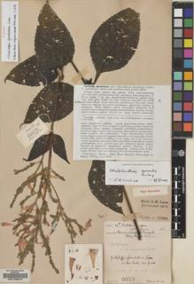 Type specimen at Edinburgh (E). Lace, John: 6019. Barcode: E00133378.