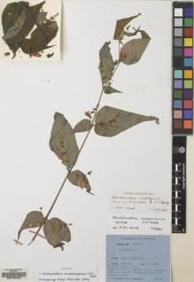 Type specimen at Edinburgh (E). Ludlow, Frank; Sherriff, George: 2336. Barcode: E00133439.