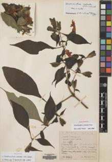 Type specimen at Edinburgh (E). Kingdon-Ward, Francis: 3482. Barcode: E00133440.