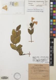 Type specimen at Edinburgh (E). Maung Gale, U.: 14603. Barcode: E00133455.