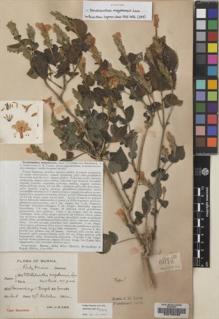 Type specimen at Edinburgh (E). Lace, John: 6018. Barcode: E00133456.