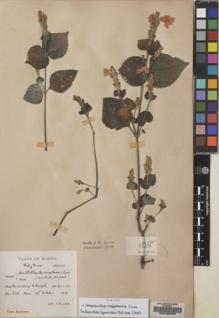 Type specimen at Edinburgh (E). Lace, John: 6018. Barcode: E00133459.