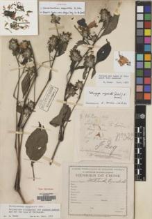 Type specimen at Edinburgh (E). Esquirol, Joseph: 322. Barcode: E00133561.