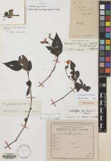Type specimen at Edinburgh (E). Cavalerie, Pierre: 1888. Barcode: E00133593.