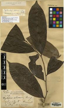 Type specimen at Edinburgh (E). Dr G. King's Collector: 2179. Barcode: E00133691.