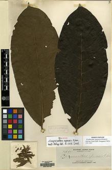 Type specimen at Edinburgh (E). Elmer, Adolph: 11290. Barcode: E00133703.