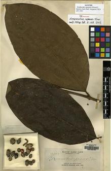 Type specimen at Edinburgh (E). Elmer, Adolph: 10843. Barcode: E00133705.