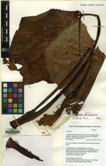 Type specimen at Edinburgh (E). Gaoligong Shan Biotic Survey Expedition (2000): 12101. Barcode: E00134130.