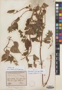 Type specimen at Edinburgh (E). Schimper, Georg: 1174. Barcode: E00134247.