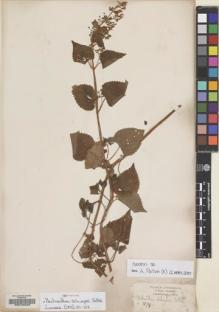 Type specimen at Edinburgh (E). Schimper, Georg: 1179. Barcode: E00134248.